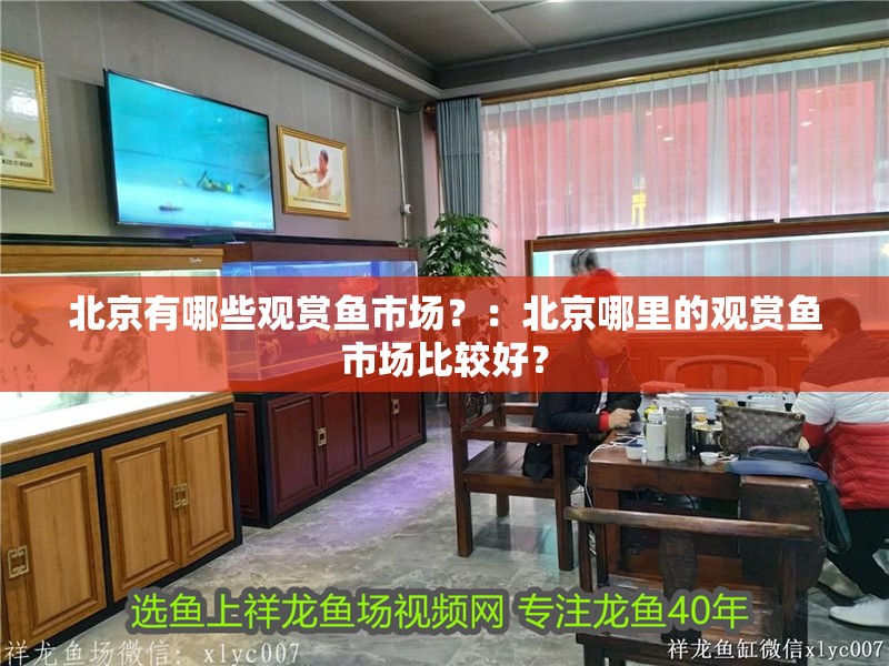 北京有哪些觀賞魚市場？：北京哪里的觀賞魚市場比較好？