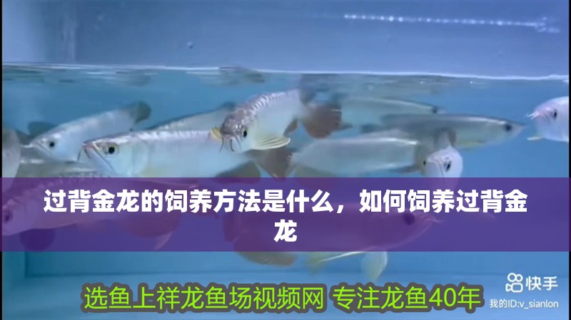 過背金龍的飼養方法是什么，如何飼養過背金龍