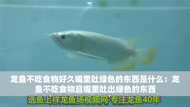龍魚不吃食物好久嘴里吐綠色的東西是什么：龍魚不吃食物且嘴里吐出綠色的東西