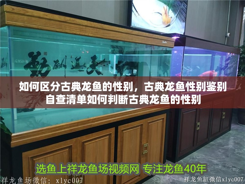 如何區分古典龍魚的性別，古典龍魚性別鑒別自查清單如何判斷古典龍魚的性別