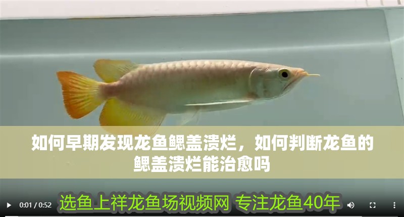 如何早期發現龍魚鰓蓋潰爛，如何判斷龍魚的鰓蓋潰爛能治愈嗎