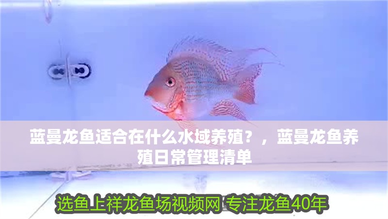 藍曼龍魚適合在什么水域養殖？，藍曼龍魚養殖日常管理清單