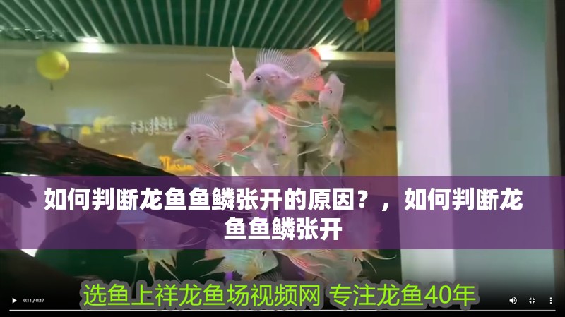 如何判斷龍魚魚鱗張開的原因？，如何判斷龍魚魚鱗張開