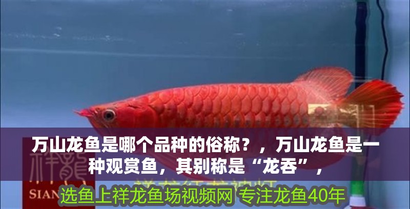 萬山龍魚是哪個品種的俗稱？，萬山龍魚是一種觀賞魚，其別稱是“龍吞”，
