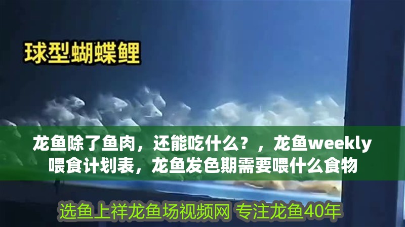龍魚除了魚肉，還能吃什么？，龍魚weekly喂食計劃表，龍魚發色期需要喂什么食物