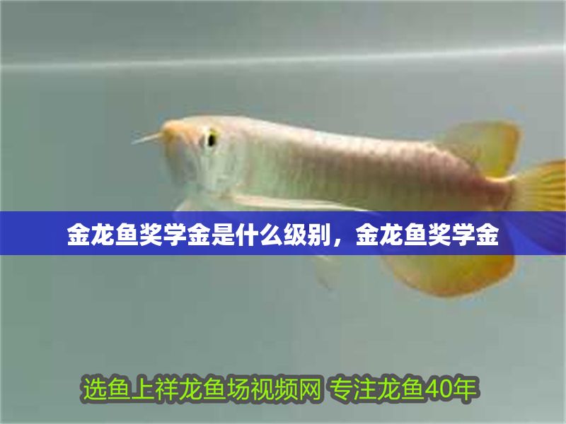 金龍魚獎學金是什么級別，金龍魚獎學金