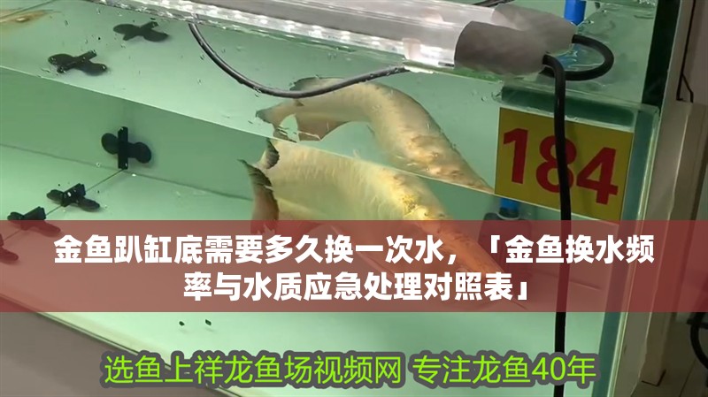 金魚趴缸底需要多久換一次水，「金魚換水頻率與水質(zhì)應(yīng)急處理對(duì)照表」