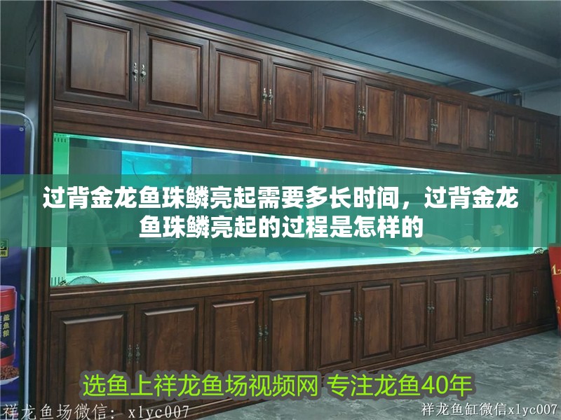 過背金龍魚珠鱗亮起需要多長時間，過背金龍魚珠鱗亮起的過程是怎樣的