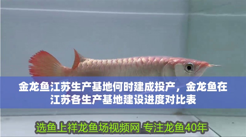 金龍魚江蘇生產基地何時建成投產，金龍魚在江蘇各生產基地建設進度對比表