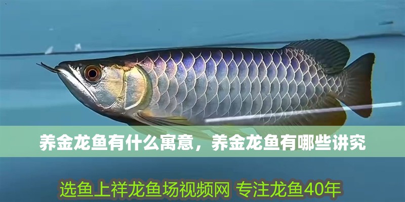 養金龍魚有什么寓意，養金龍魚有哪些講究