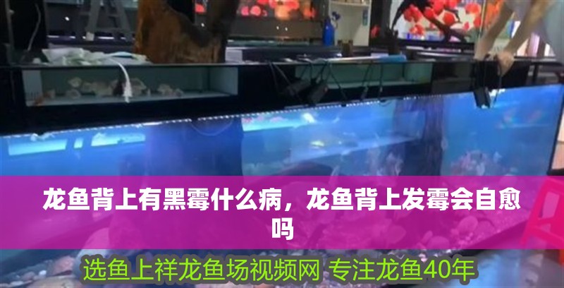 龍魚背上有黑霉什么病，龍魚背上發(fā)霉會(huì)自愈嗎
