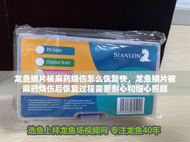 龍魚鱗片被麻藥燒傷怎么恢復快，龍魚鱗片被麻藥燒傷后恢復過程需要耐心和細心照顧