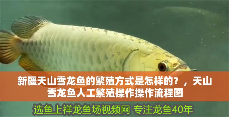 <strong><mark>新疆</mark></strong>天山雪龍魚的繁殖方式是怎樣的？，天山雪龍魚人工繁殖操作操作流程圖