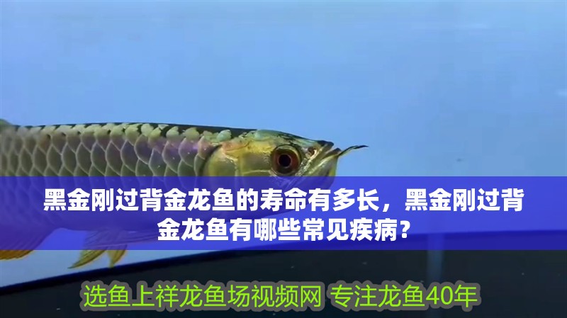 黑金剛過背金龍魚的壽命有多長，黑金剛過背金龍魚有哪些常見疾病？