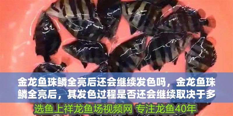金龍魚珠鱗全亮后還會繼續發色嗎，金龍魚珠鱗全亮后，其發色過程是否還會繼續取決于多種因素