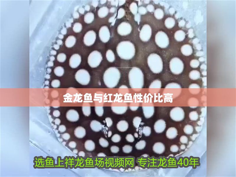 金龍魚與紅龍魚性價(jià)比高
