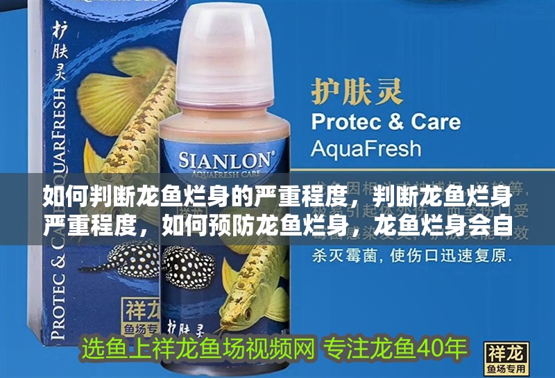 如何判斷龍魚爛身的嚴(yán)重程度，判斷龍魚爛身嚴(yán)重程度，如何預(yù)防龍魚爛身，龍魚爛身會自愈嗎