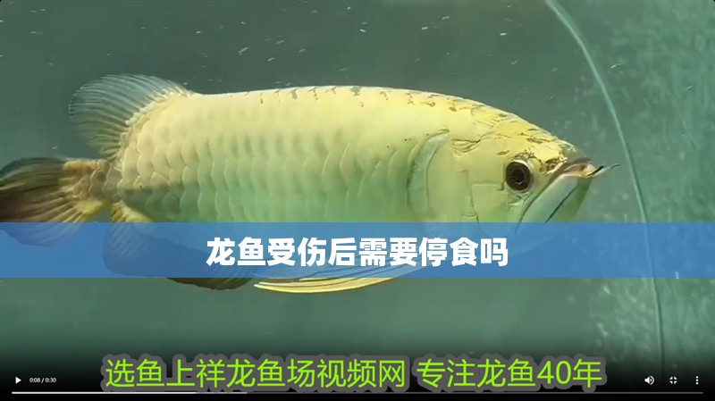龍魚受傷后需要停食嗎