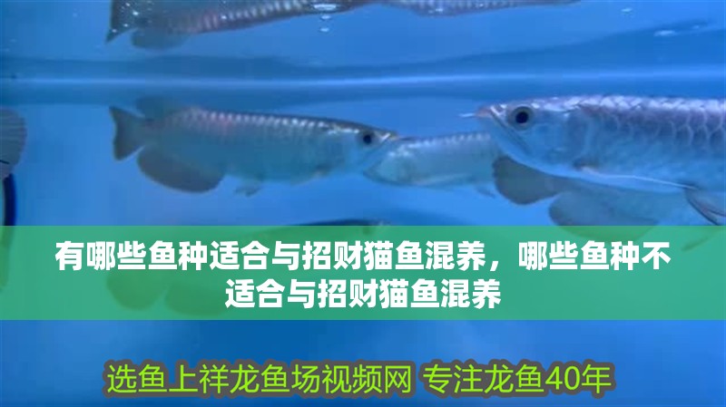 有哪些魚種適合與招財貓魚混養，哪些魚種不適合與招財貓魚混養