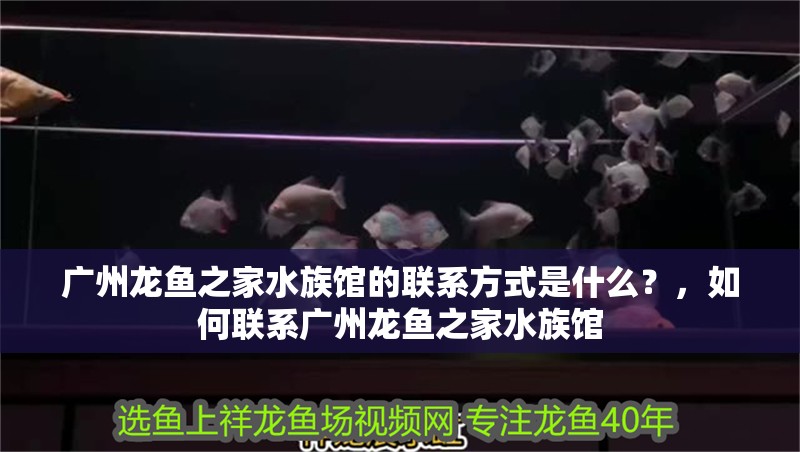 廣州龍魚之家水族館的聯系方式是什么？，如何聯系廣州龍魚之家水族館