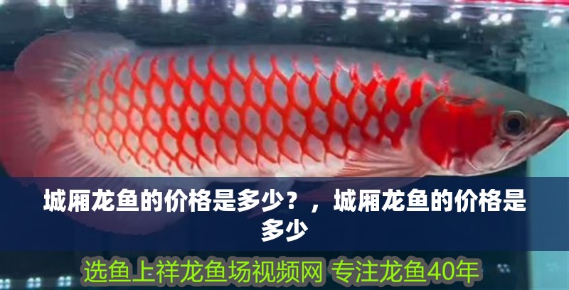 城廂龍魚的價格是多少？，城廂龍魚的價格是多少