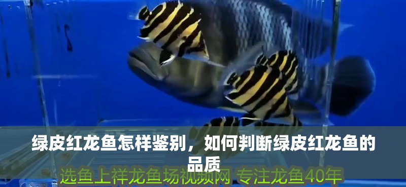 綠皮紅龍魚怎樣鑒別，如何判斷綠皮紅龍魚的品質