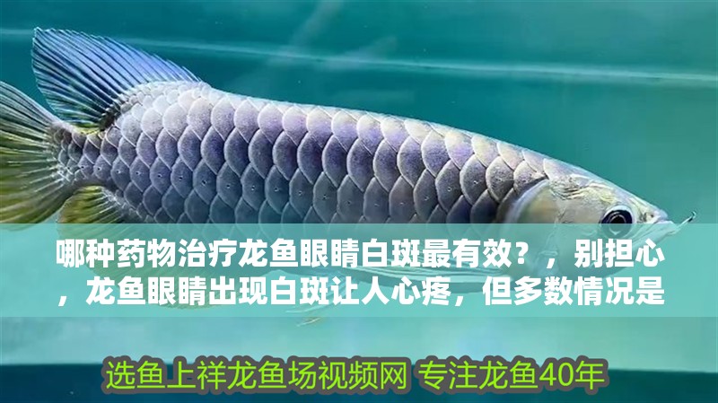 哪種藥物治療龍魚眼睛白斑最有效？，別擔心，龍魚眼睛出現白斑讓人心疼，但多數情況是可治的