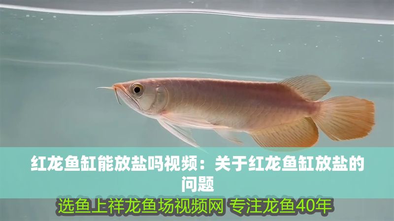 紅龍魚缸能放鹽嗎視頻：關(guān)于紅龍魚缸放鹽的問(wèn)題