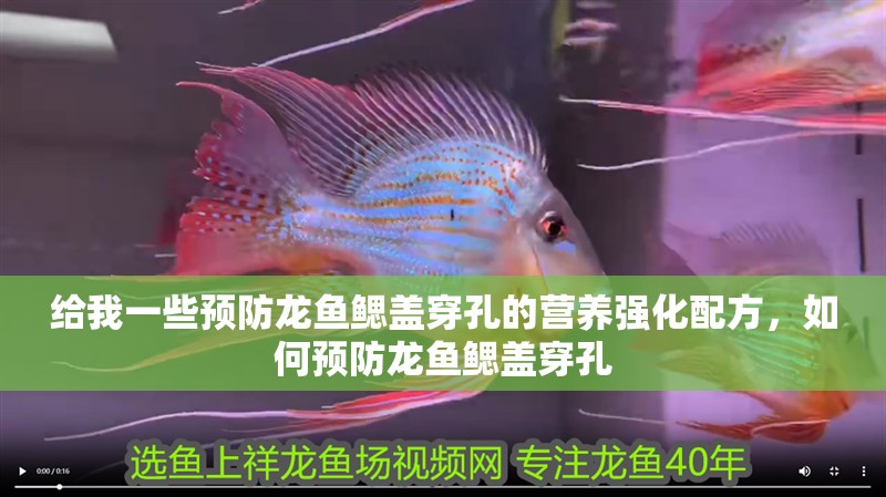 給我一些預(yù)防龍魚鰓蓋穿孔的營養(yǎng)強化配方，如何預(yù)防龍魚鰓蓋穿孔