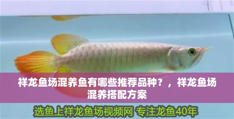 祥龍魚場(chǎng)混養(yǎng)魚有哪些推薦品種？，祥龍魚場(chǎng)混養(yǎng)搭配方案