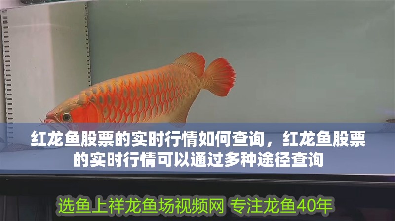 紅龍魚股票的實時行情如何查詢，紅龍魚股票的實時行情可以通過多種途徑查詢