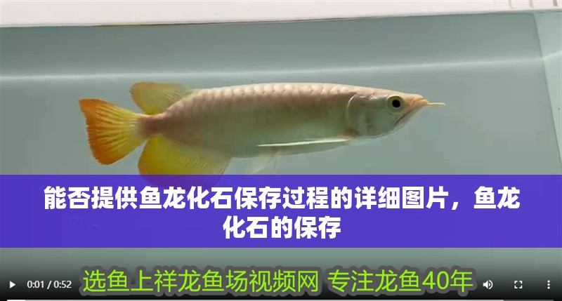 能否提供魚龍化石保存過程的詳細圖片，魚龍化石的保存