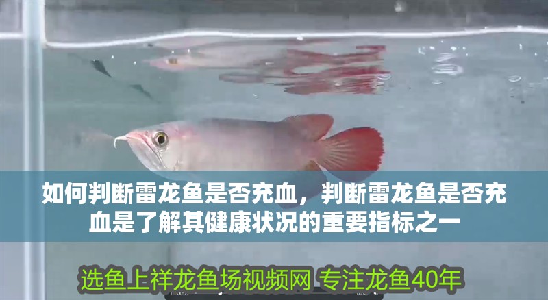 如何判斷雷龍魚是否充血，判斷雷龍魚是否充血是了解其健康狀況的重要指標之一