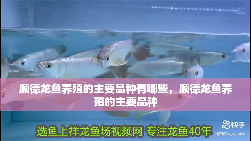 順德龍魚養殖的主要品種有哪些，順德龍魚養殖的主要品種