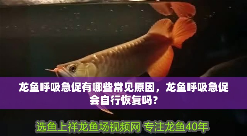 龍魚呼吸急促有哪些常見原因，龍魚呼吸急促會自行恢復嗎？