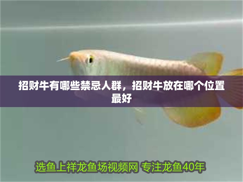 招財牛有哪些禁忌人群，招財牛放在哪個位置最好