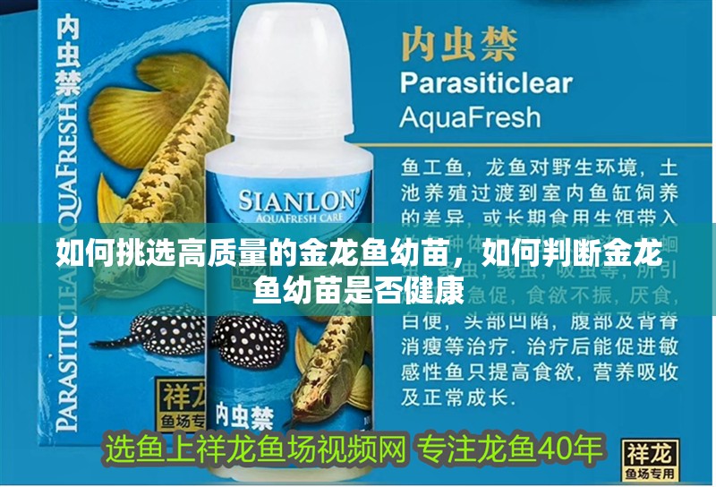 如何挑選高質(zhì)量的金龍魚幼苗，如何判斷金龍魚幼苗是否健康