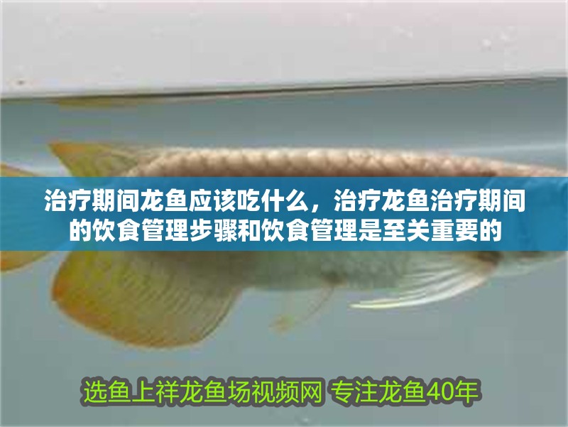治療期間龍魚(yú)應(yīng)該吃什么，治療龍魚(yú)治療期間的飲食管理步驟和飲食管理是至關(guān)重要的