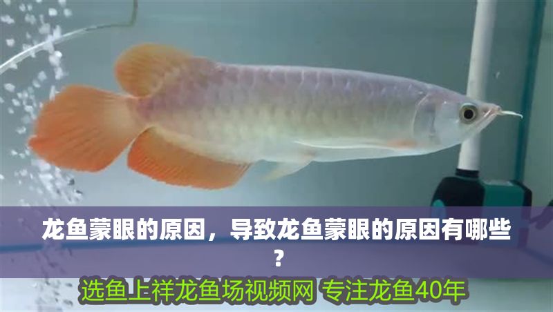 龍魚蒙眼的原因，導(dǎo)致龍魚蒙眼的原因有哪些？