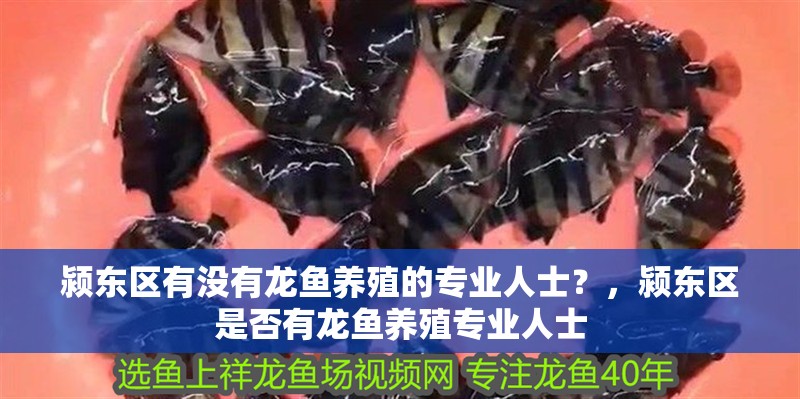 潁東區有沒有龍魚養殖的專業人士？，潁東區是否有龍魚養殖專業人士