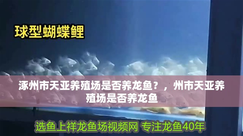 涿州市天亞養(yǎng)殖場是否養(yǎng)龍魚？，州市天亞養(yǎng)殖場是否養(yǎng)龍魚