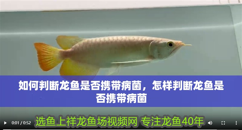如何判斷龍魚(yú)是否攜帶病菌，怎樣判斷龍魚(yú)是否攜帶病菌