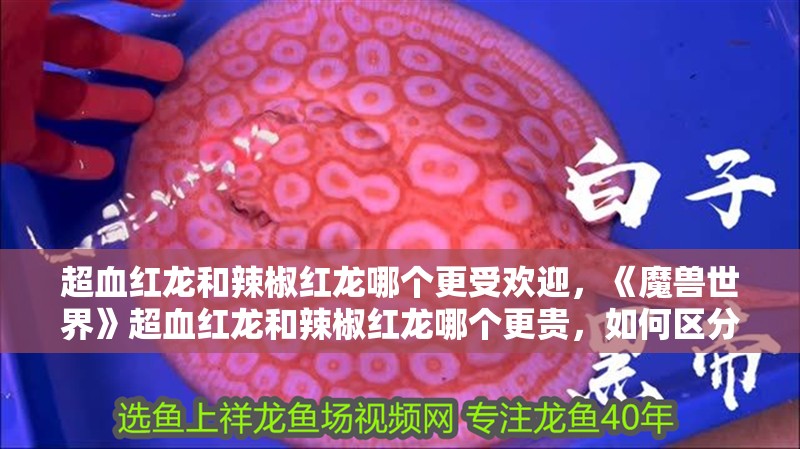 超血紅龍和辣椒紅龍哪個更受歡迎，《魔獸世界》超血紅龍和辣椒紅龍哪個更貴，如何區分超血紅龍和辣椒紅龍