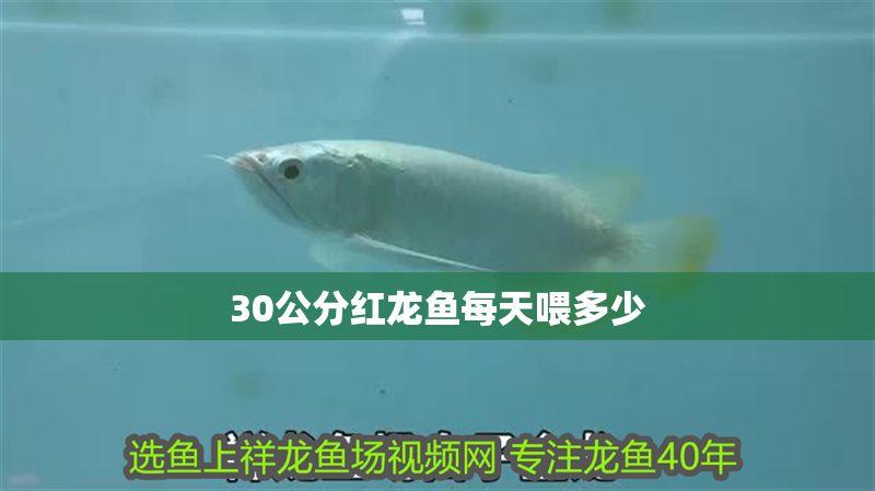 30公分紅龍魚每天喂多少
