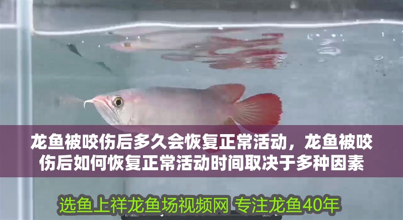 龍魚被咬傷后多久會恢復正常活動，龍魚被咬傷后如何恢復正?；顒訒r間取決于多種因素