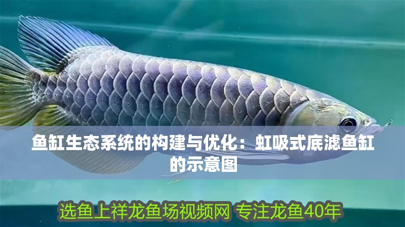 魚缸生態系統的構建與優化：虹吸式底濾魚缸的示意圖