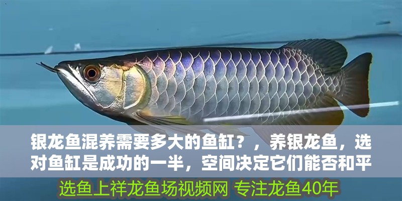銀龍魚混養需要多大的魚缸？，養銀龍魚，選對魚缸是成功的一半，空間決定它們能否<strong><mark>和平</mark></strong>共處