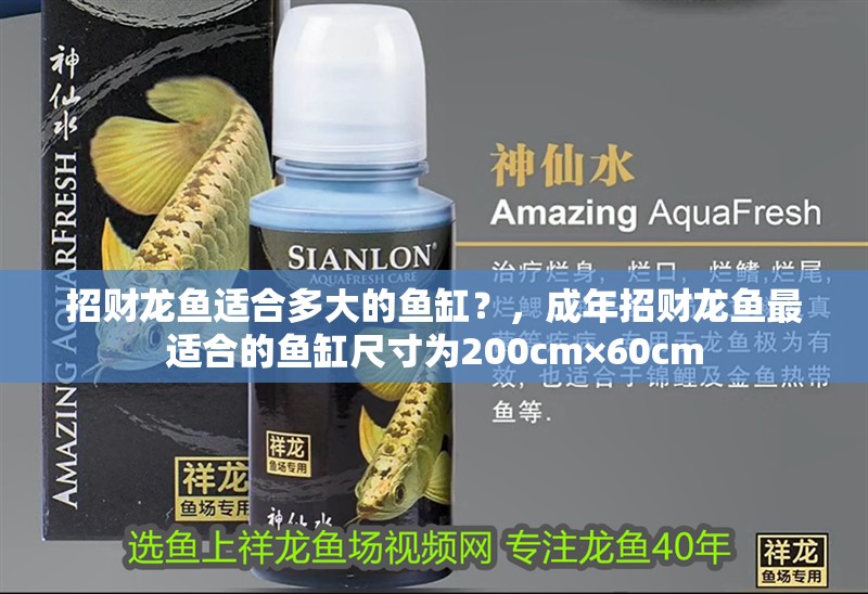 招財龍魚適合多大的魚缸？，成年招財龍魚最適合的魚缸尺寸為200cm×60cm