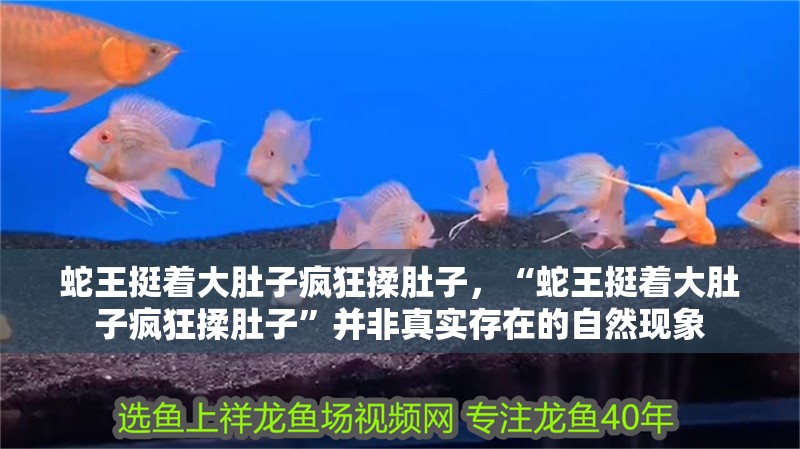 蛇王挺著大肚子瘋狂揉肚子，“蛇王挺著大肚子瘋狂揉肚子”并非真實存在的自然現(xiàn)象