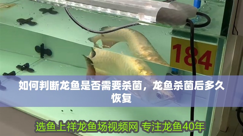 如何判斷龍魚是否需要殺菌，龍魚殺菌后多久恢復